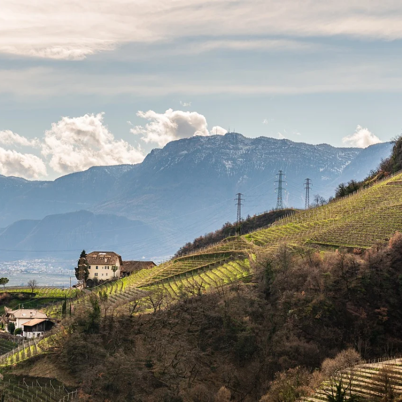 Traubensaft weiss / rot